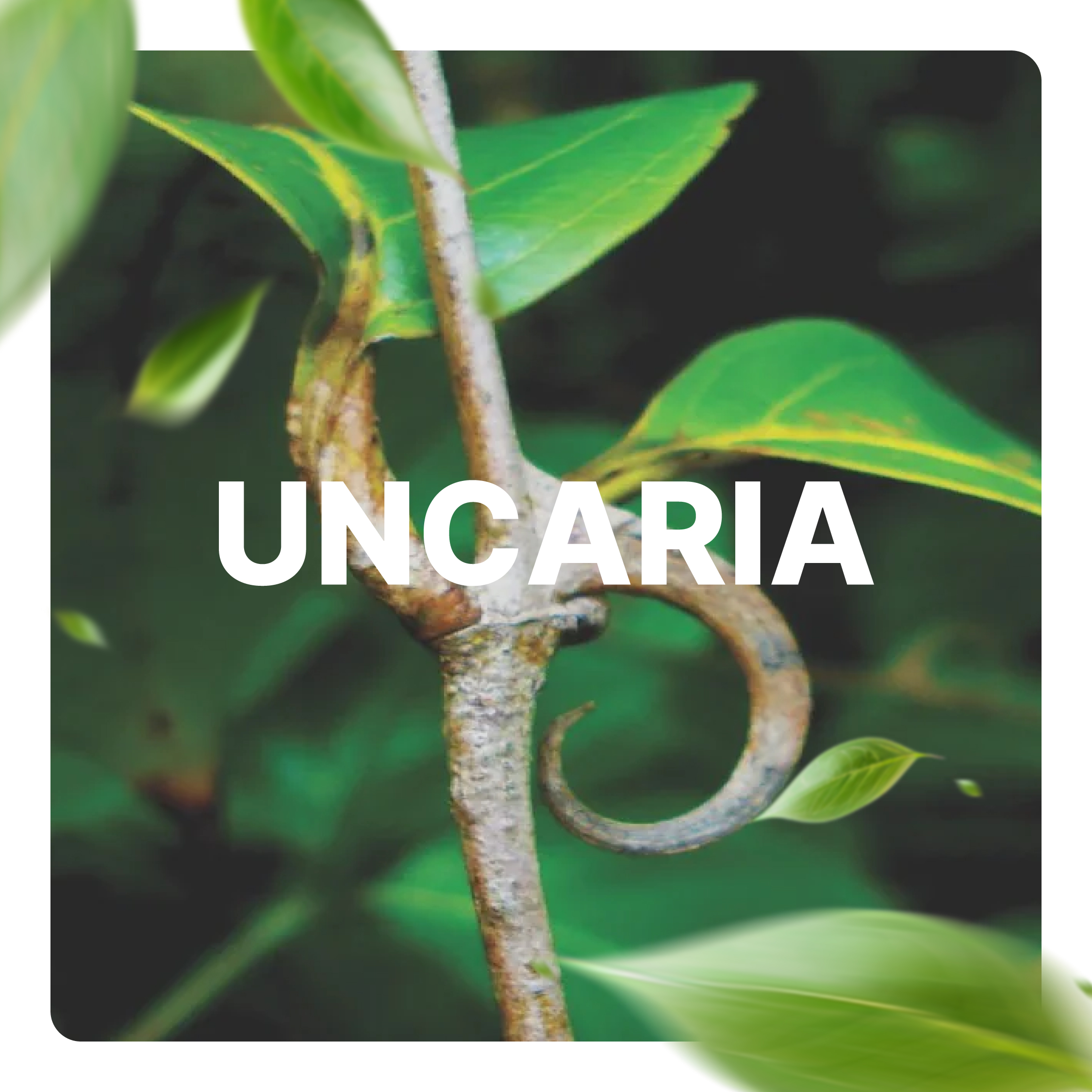 Uncaria Tomentosa Uncaria Tomentosa